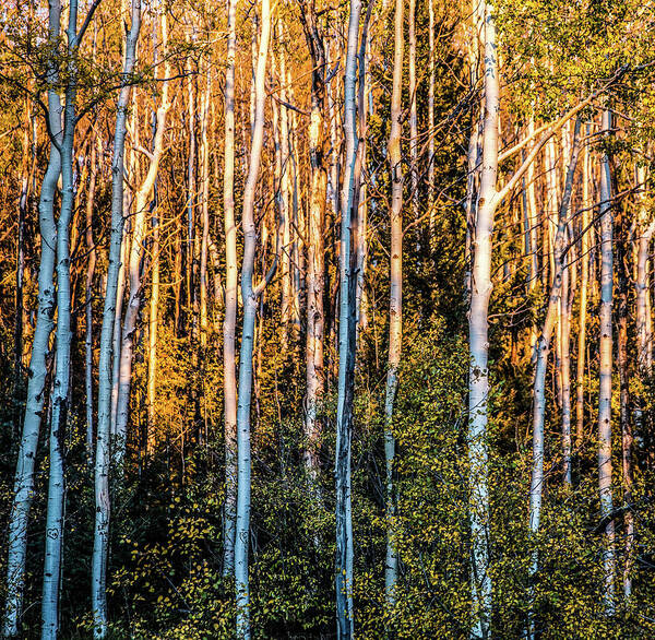 Aspen Art Print featuring the photograph Aspen Glow by Candy Brenton