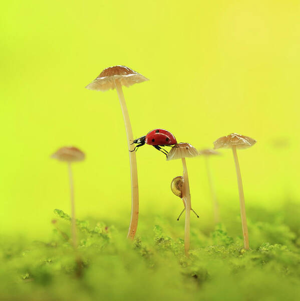 Macro Art Print featuring the photograph Autumn Fairy Tale by Liangdawei