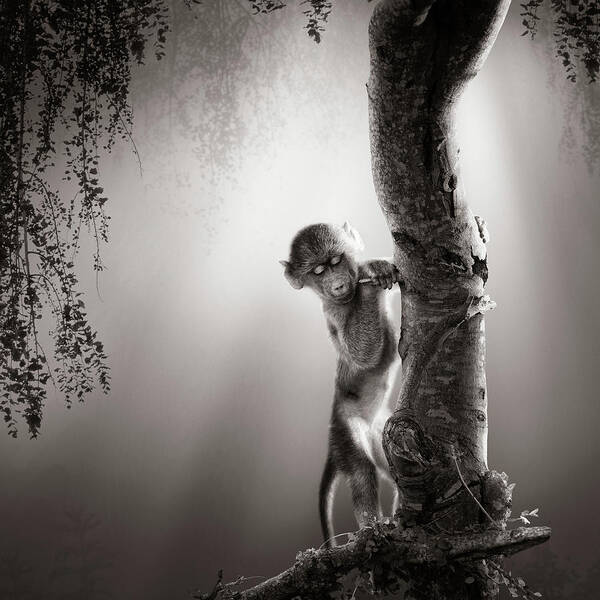 Baboon Art Print featuring the photograph Baby Baboon by Johan Swanepoel