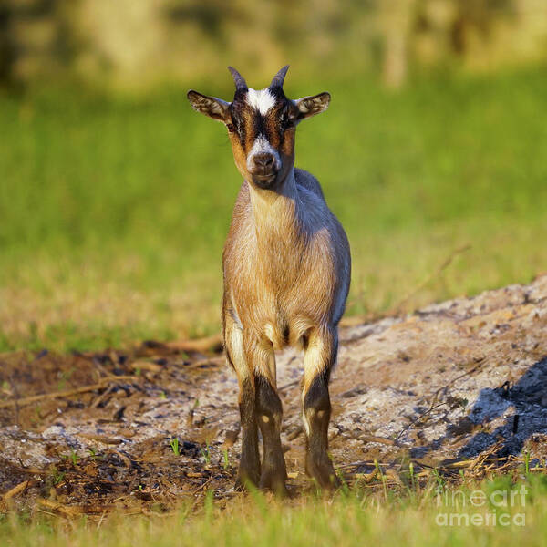 Livestock Art Print featuring the photograph Baby Goat Staring at Sunset by Pablo Avanzini