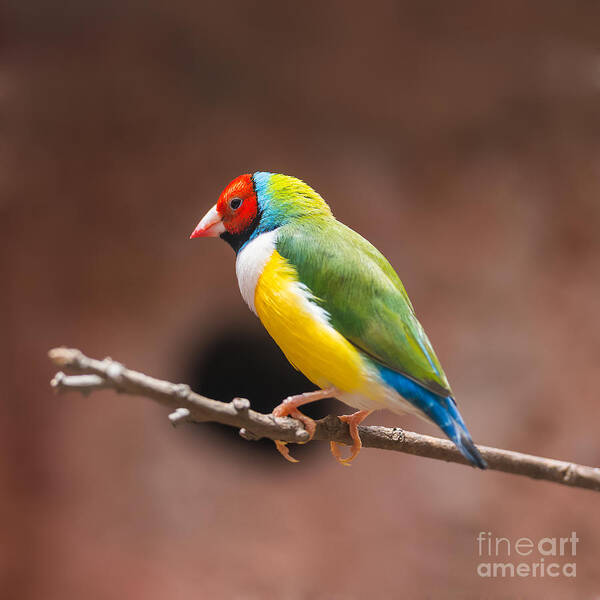 Gouldian Art Print featuring the photograph Beautiful Gouldian Finch by Tratong