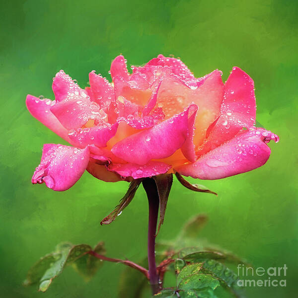 Pink Rose Art Print featuring the photograph Beautiful Two-Tone Rose in the Rain by Anita Pollak