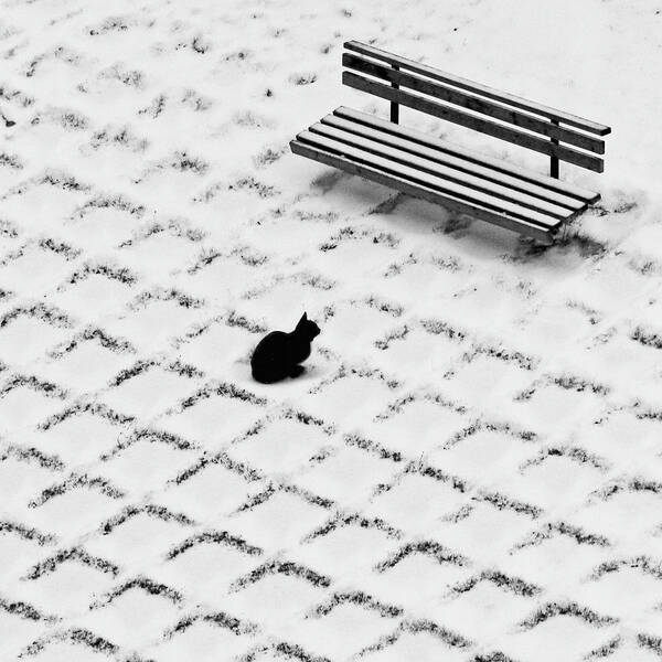 Pets Art Print featuring the photograph Black Cat Contemplating Bench by Photo By Marianna Armata