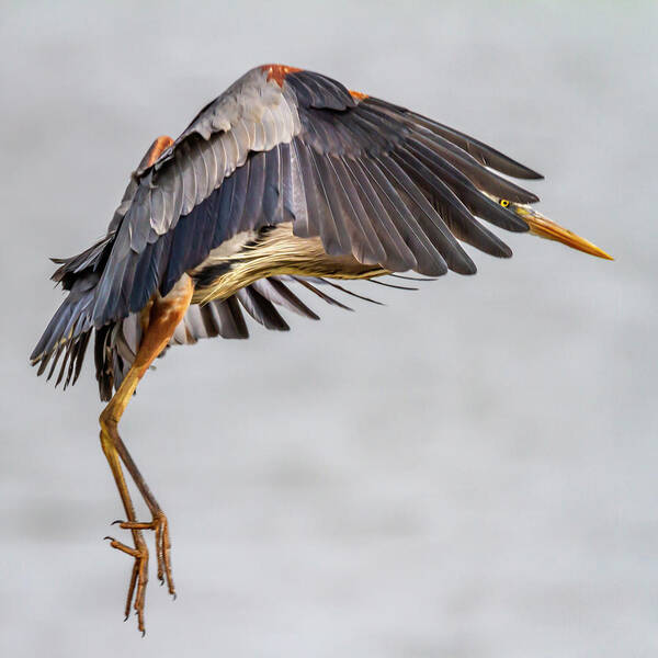 Grand Lake Art Print featuring the photograph Blue Heron 20190412-0154 by David Wagenblatt