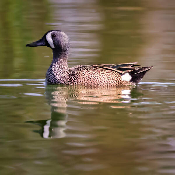 Duck Art Print featuring the photograph Blue Winged Teal by JASawyer Imaging