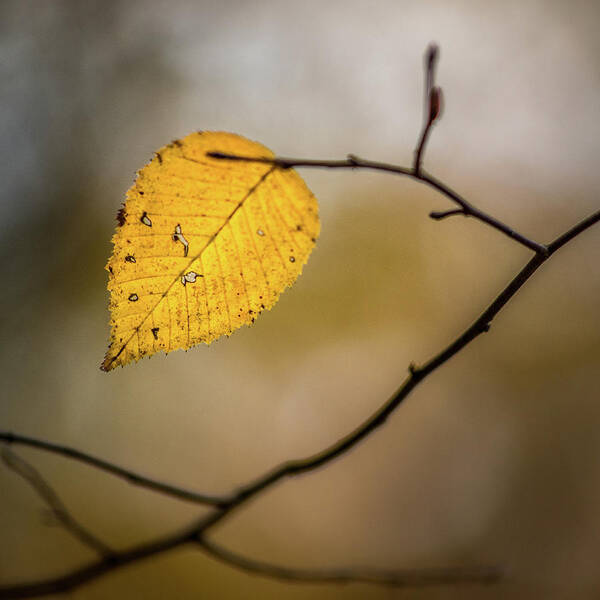 Fall Art Print featuring the photograph Bright Fall Leaf 8 by Michael Arend