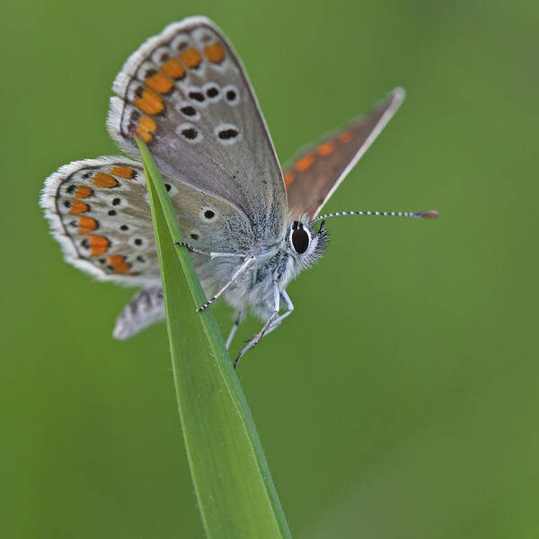 Animal Themes Art Print featuring the photograph Brown Argus Aricia Agestis by Anne Sorbes