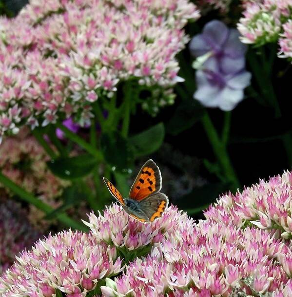 Butterfly Art Print featuring the photograph Butterfly Alighted by Catherine Arcolio