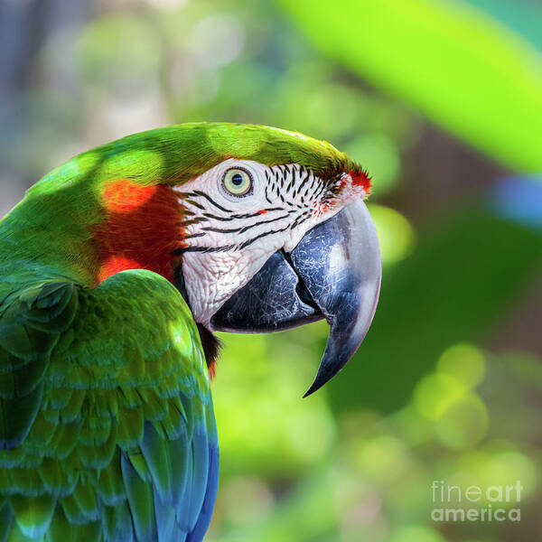 Ambient Light Art Print featuring the photograph Colorful Parrot in Bright Sunlight 2 by Liesl Walsh