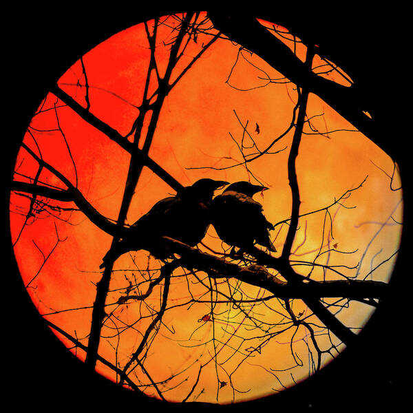 Crow Art Print featuring the photograph Crows Moon by Bob Orsillo
