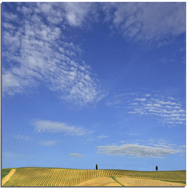 Non-urban Scene Art Print featuring the photograph Cypress Trees In Field by Nespyxel