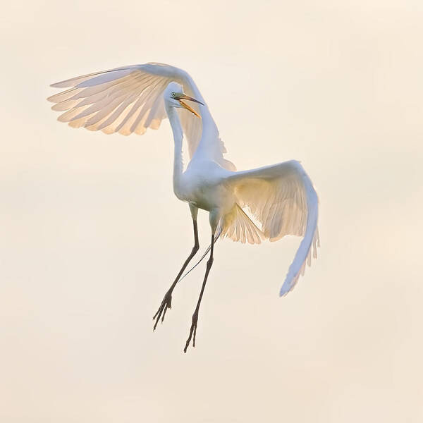 Great Art Print featuring the photograph Dancing In The Air by Jun Zuo