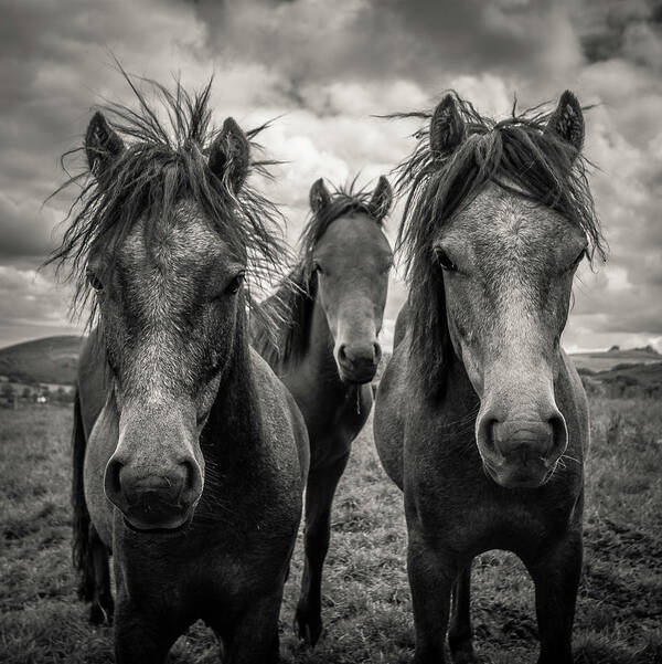 Horse Art Print featuring the photograph Dartmoor Ponies by Devon And Cornwall Photography