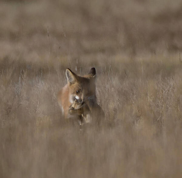 Fox Art Print featuring the photograph Doggone it by Patrick Nowotny