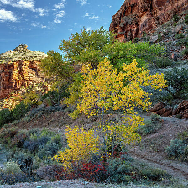 Dominguez Canyon Art Print featuring the photograph Dominguez Gold by Angela Moyer