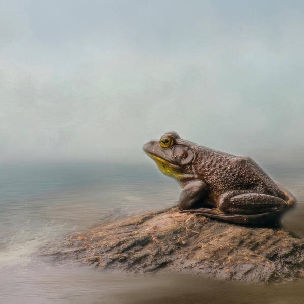 Frog Art Print featuring the photograph Dreaming by Cathy Kovarik