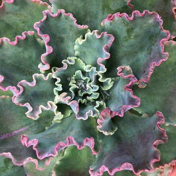 Echeveria Chantilly Art Print featuring the photograph Echeveria Chantilly by Jori Reijonen