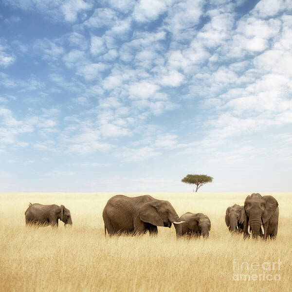 Elephant Art Print featuring the photograph Elephant group in the grassland of the Masai Mara by Jane Rix