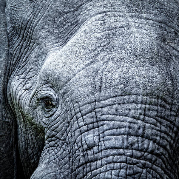 Animal Skin Art Print featuring the photograph Elephants Eye Close-up by Brytta