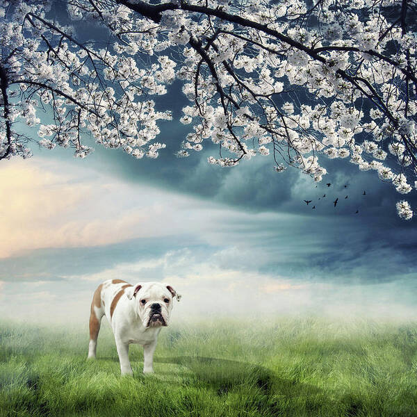 Grass Art Print featuring the photograph English Bulldog by Jody Trappe Photography