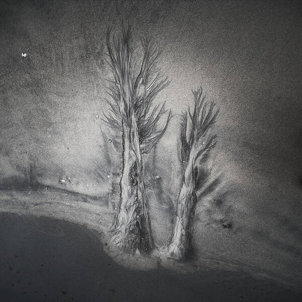 San Art Print featuring the photograph Evanescent Trees by Yi Fan