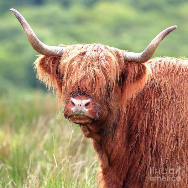 Highland Cow Art Print featuring the photograph Face-to-face with a Highland Cow - colour by Maria Gaellman