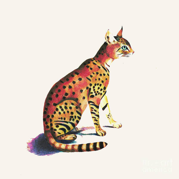 Cat Art Print featuring the photograph Felis Ornata by Jack Torcello