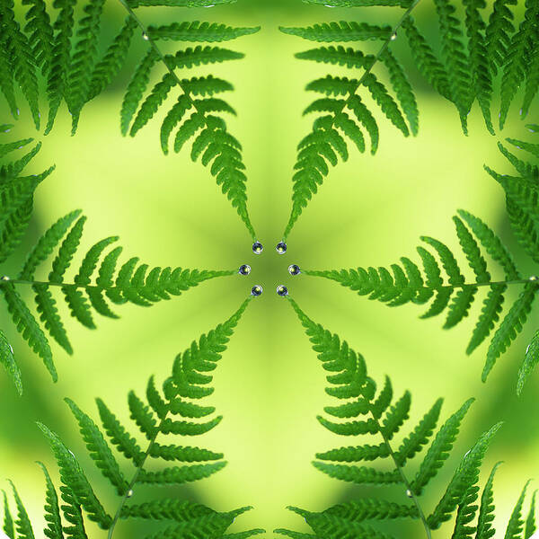 Mandala Art Print featuring the photograph Fern Drop Mandala by Steve Satushek