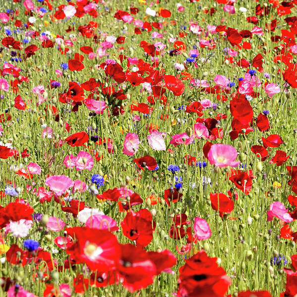Red Art Print featuring the photograph Field of Red Poppies by E Faithe Lester
