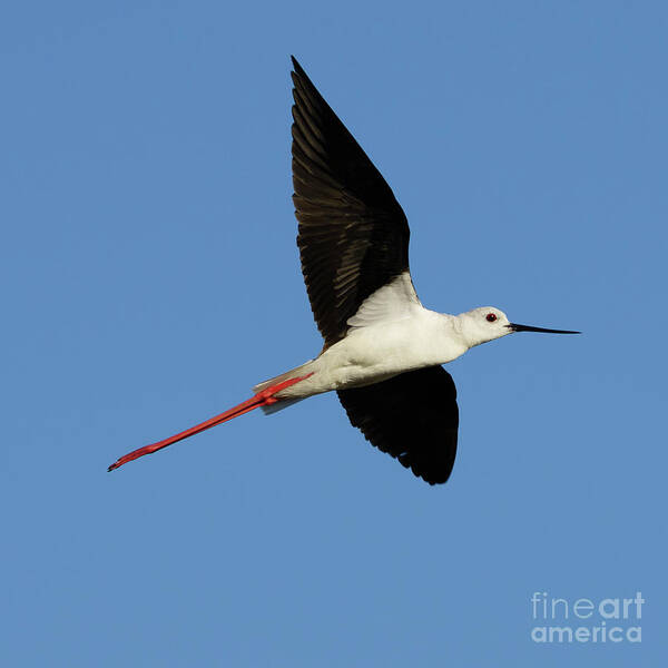 Black Art Print featuring the photograph Flying Black-Winged Stilt with Blue Sky by Pablo Avanzini