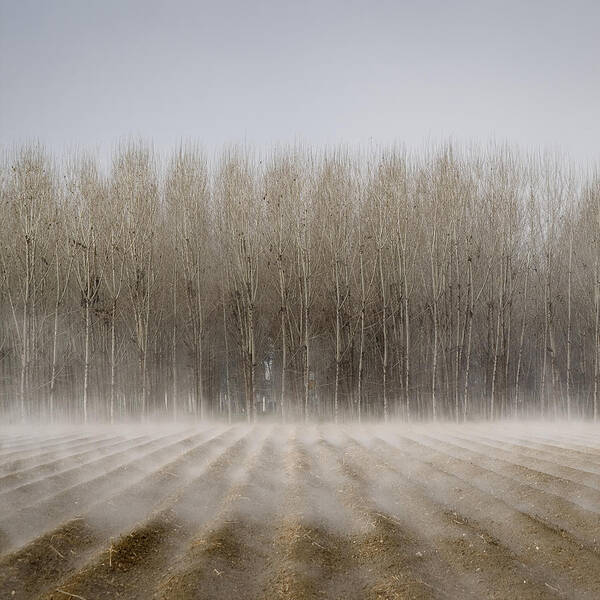 Tranquility Art Print featuring the photograph Foggy Trees by Antonio Luis Martinez Cano
