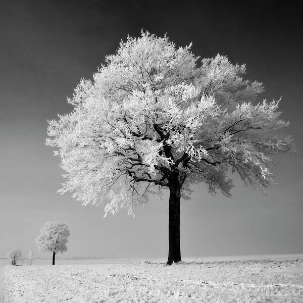 Belgium Art Print featuring the photograph Frosted Tree by Pierre Hanquin Photographie