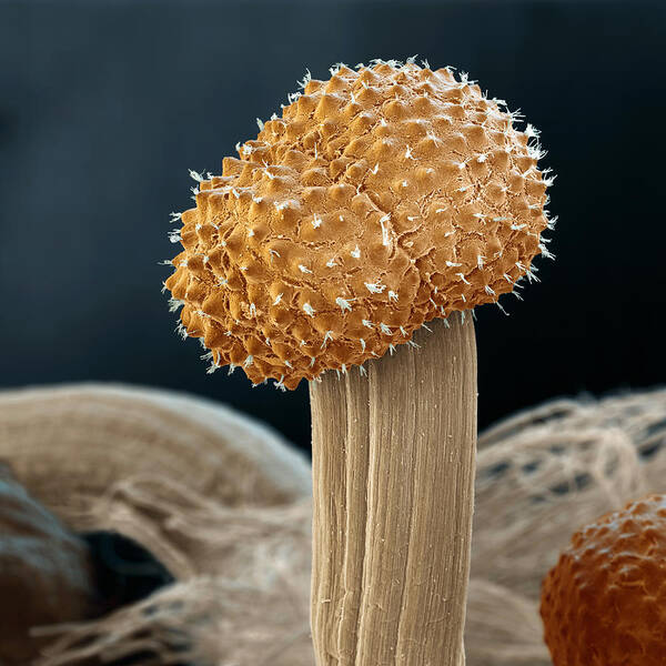 Ascomycetes Art Print featuring the photograph Fungi by Meckes/ottawa