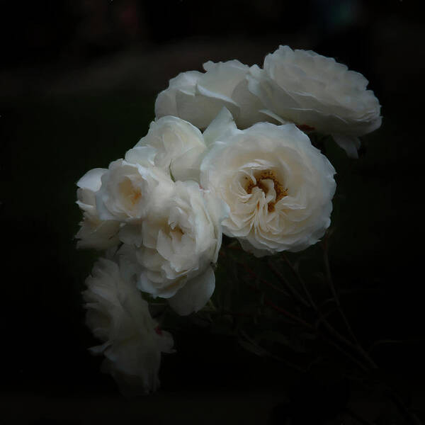 White Rose Art Print featuring the digital art Garden Bouquet by Ernest Echols