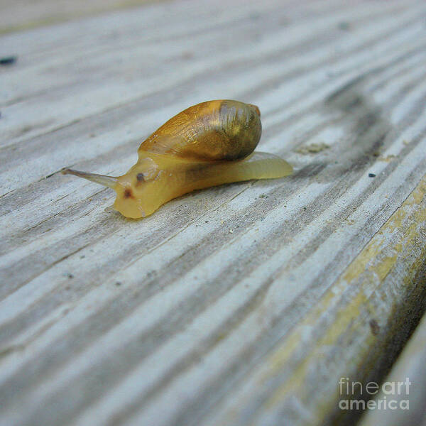 Garden Snail Art Print featuring the photograph Garden Snail 2 by Amy E Fraser