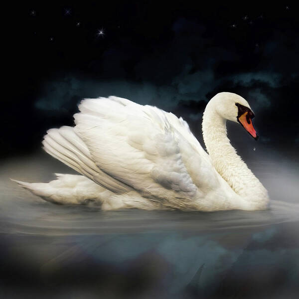 Night Art Print featuring the photograph Swan Ripples by Carl H Payne