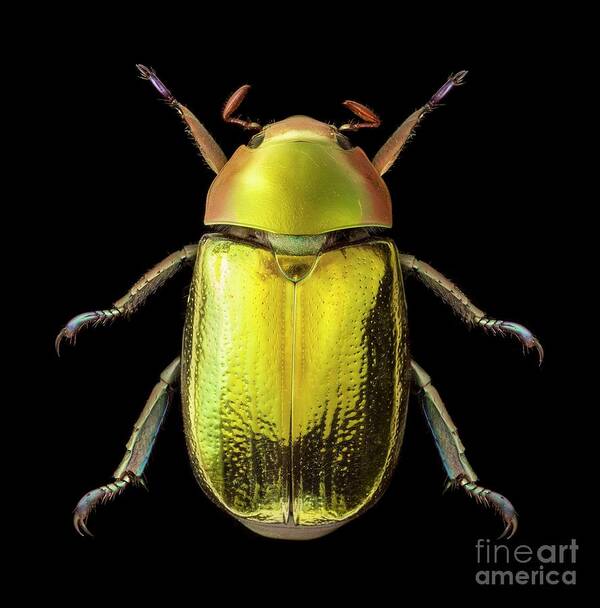 Studio Shot Art Print featuring the photograph Golden Scarab Beetle by Natural History Museum, London/science Photo Library