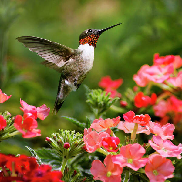 Hummingbirds Art Print featuring the photograph Graceful Garden Jewel Hummingbird Square by Christina Rollo