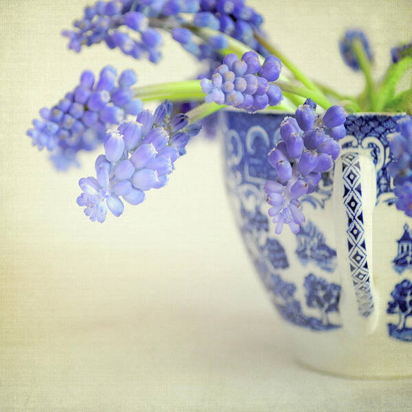 White Background Art Print featuring the photograph Grape Hyacinth Muscari In China Cup by Photo - Lyn Randle