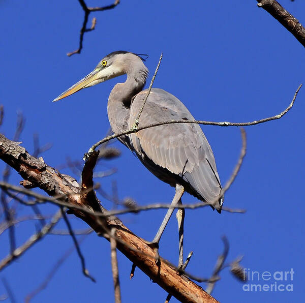 Great Blue Heron Art Print featuring the photograph Great Blue Heron Strikes A Pose by Kerri Farley