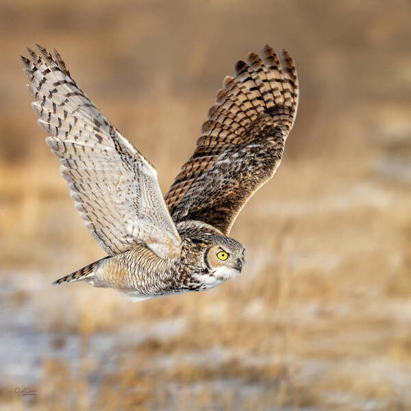 Great Horned Owl Art Print featuring the photograph Great Horned Owl in Flight by Judi Dressler