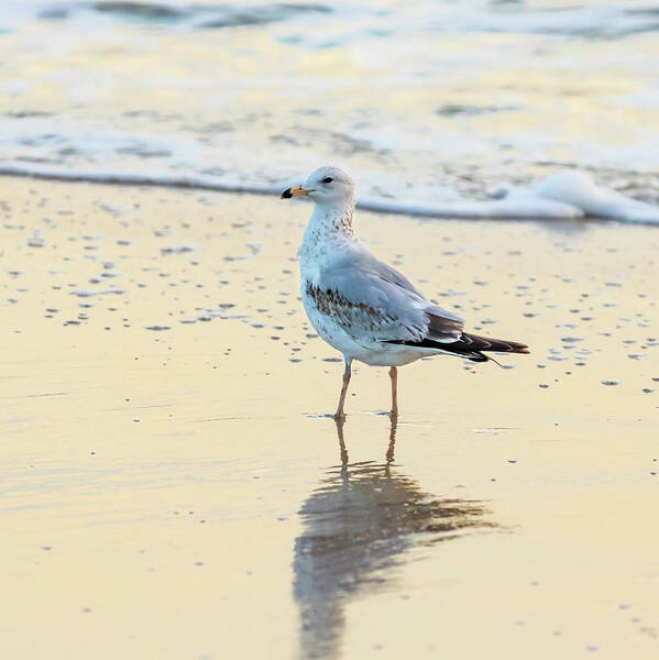Surf Art Print featuring the photograph Gull's Reflection by Donna Twiford