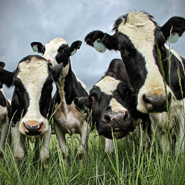Grass Art Print featuring the photograph Holstein Cows by C. M. Yost