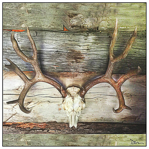 Skull Art Print featuring the photograph Horns by Peggy Dietz