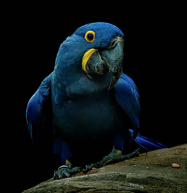 Macaw Art Print featuring the photograph Hyacinth Macaw by Photo By Steve Wilson