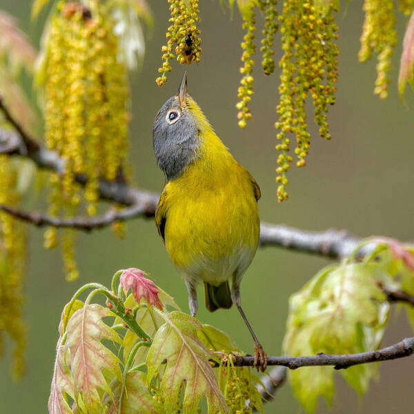 Nashville Warbler Art Print featuring the photograph I Found You! by Jian Xu