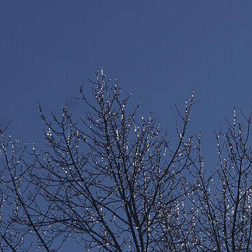 Nature Art Print featuring the photograph Ice Tree by Robert E Alter Reflections of Infinity