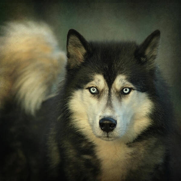 Animal Themes Art Print featuring the photograph Icy Eyes by Bob Van Den Berg Photography