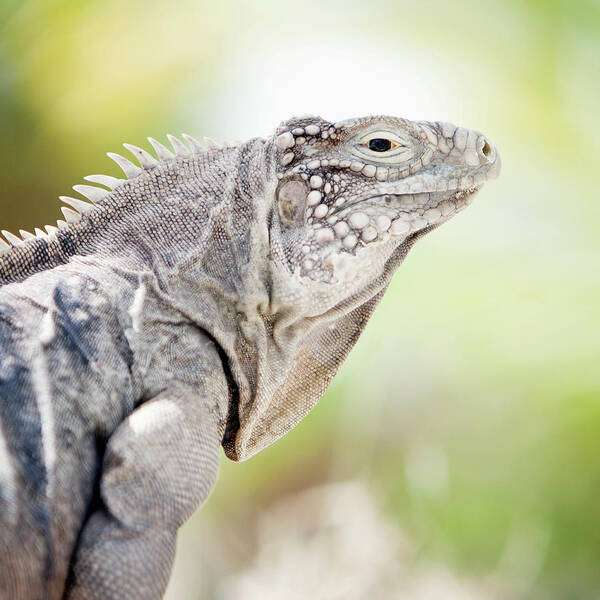 Animal Themes Art Print featuring the photograph Iguana In The Caribbean by Noel Hendrickson