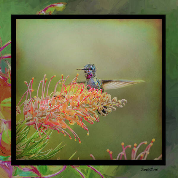 Art Art Print featuring the photograph face mask hummer Dance by Patricia Dennis
